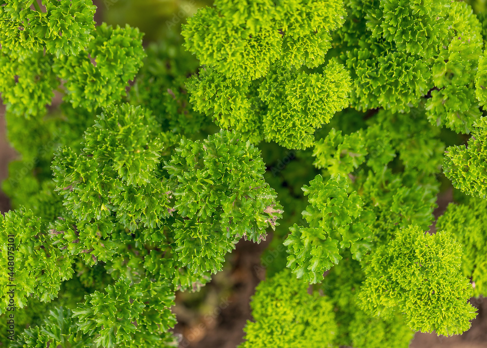 Parsley greens. Proper nutrition. Detox. Agricultural grass. Harvest. Green background. Selective focus. Copy space, top view.