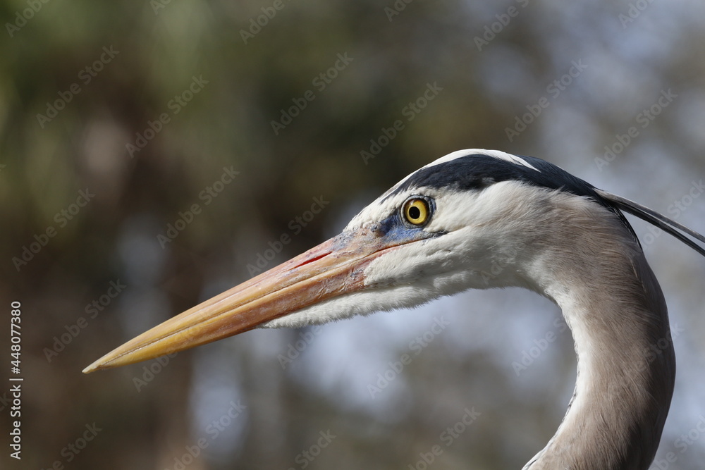 Great Blue Heron portrait