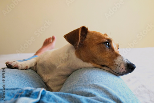 Cropped shot of adorable jack russell terrier pup sitting on its female owner legs. Unrecognizable woman wearing mom jeans lying on the bed with cute doggy on laps. Close up, copy space, background.