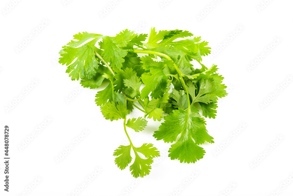 Fresh green vegan vitamin parsley isolated on white background Fresh green vegan vitamin parsley isolated on white background