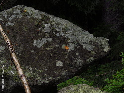 Kamień obrośnięty mchem w polskim lesie