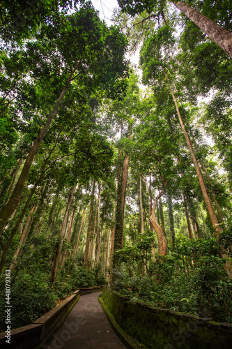 Trail in a fabulous rainforest