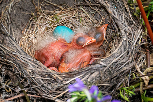 Second baby Robin Chick to hatch in the nest in our hanging basket on our porch in Windsor in Broome County in Upstate NY. Blue eggs and almost bald. Eyes still shut tight. 