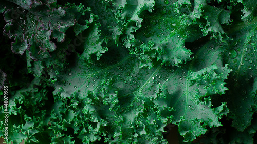 Photos Fresh green Kale leaves, top view, horizontal, no people,