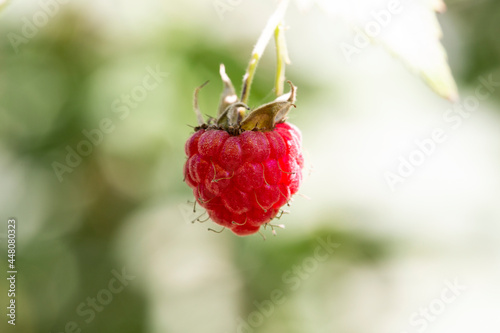 Fototapeta Naklejka Na Ścianę i Meble -  one berry of ripe red raspberries in the forest,