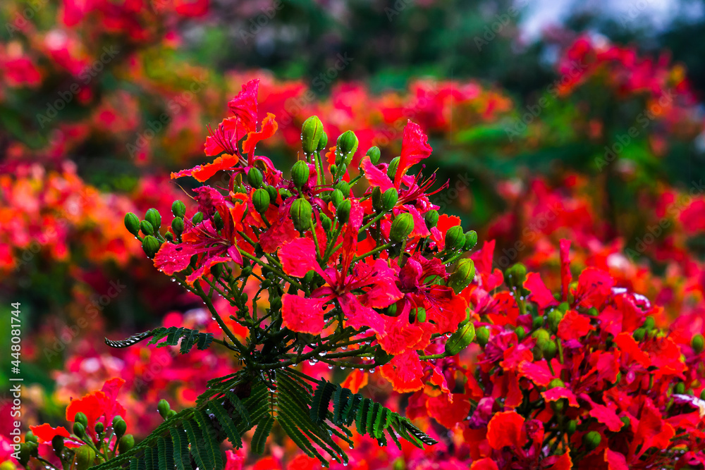  Flam-boyant, and The Flame Tree, Royal Poinciana with bright orange flowers in the park blue sky background
