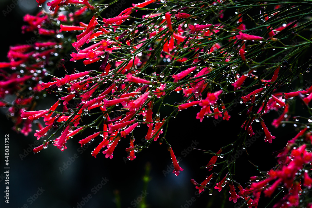 Rain drops on the Ruby red pentas flower  Or Birds Plant  in full bloom against natures background during spring time in a nice soft dark background 
