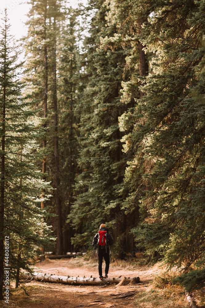 Anonymous hiker walking in coniferous forest
