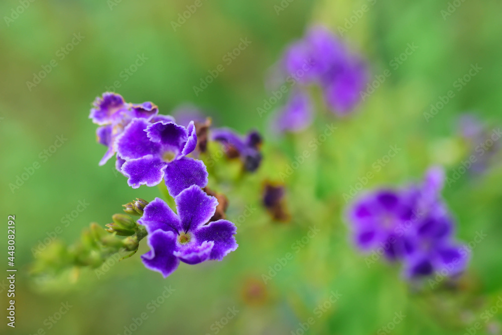 The candle blossoms are blooming beautifully in the morning. The candle blossoms are blooming beautifully in the morning.