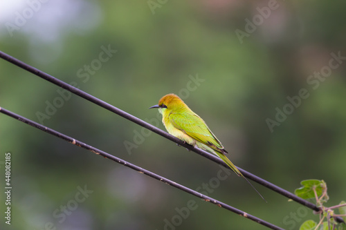 A Green Bee Eater perched on a cable wire and looking away in a soft blurry background.    © Robbie Ross
