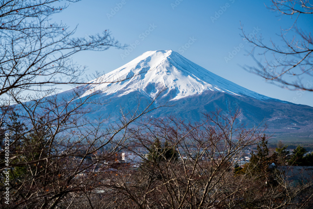 View of Fuji Mountain framed by wintery trees of Arakurayama Sengen Park, Japan.