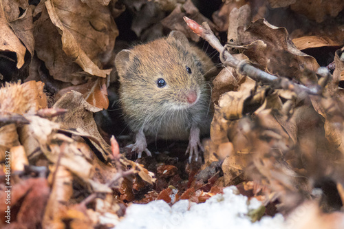 Bank Vole  Clethrionomys glareolus  tolerates of mouse fever. Hantavirus hemorrhagic fever with renal syndrome  HFRS  is a group of clinically similar illnesses caused by species of hantaviruses. 