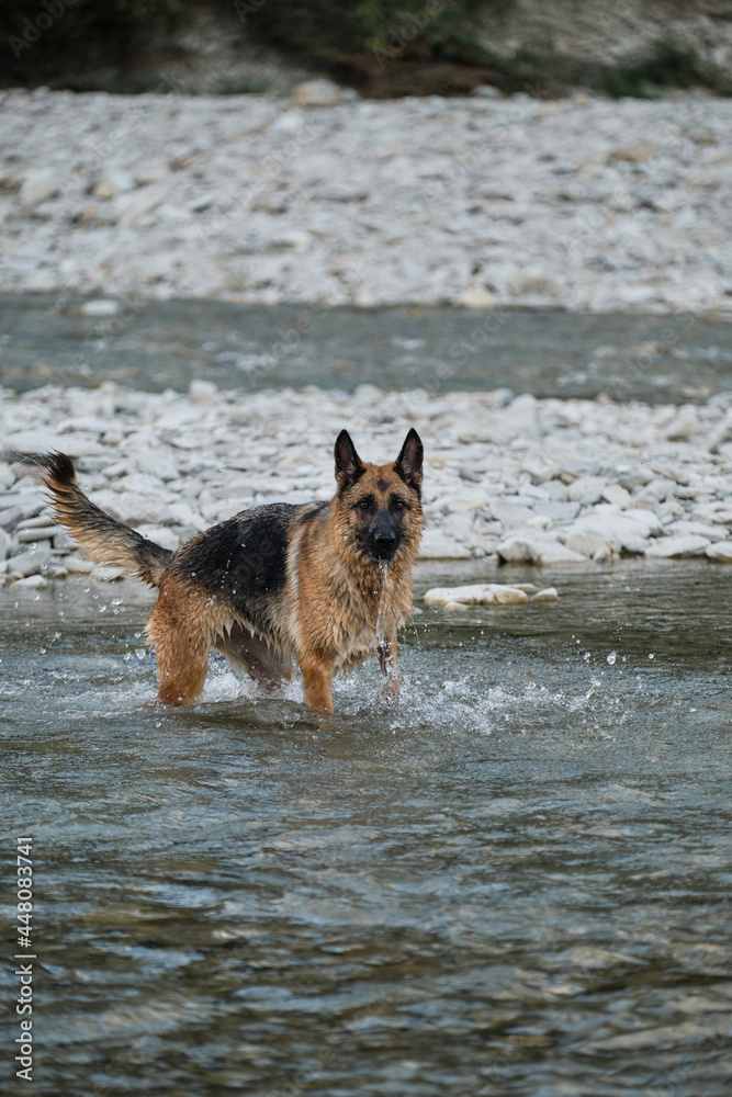 Recreation with dog in nature in fresh air. German shepherd of black and red color stands in river and enjoys life and active walk by water. Recreation with dog in nature in fresh air. German shepherd of black and red color stands in river and enjoys life and active walk by water.