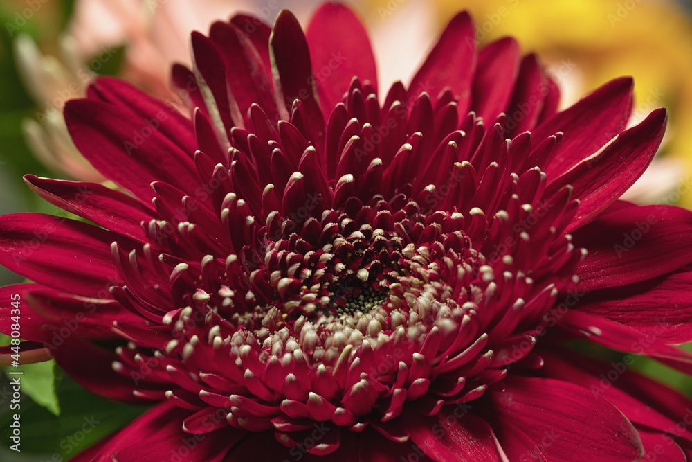 Obraz premium Close-up of beautiful red crimson with white tips on petals of gerbera flower on blurred background of parts of bouquet. Botanical postcard or nice gift.