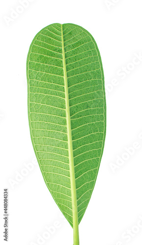 Frangipani green leaves on a white background