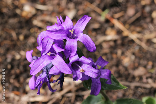 Purple clustered bellflower flowers photo