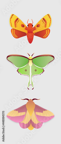 set of different moth butterfly illustration vector
Collection of elegant exotic butterflies and moths isolated on grey background. Set of tropical fly