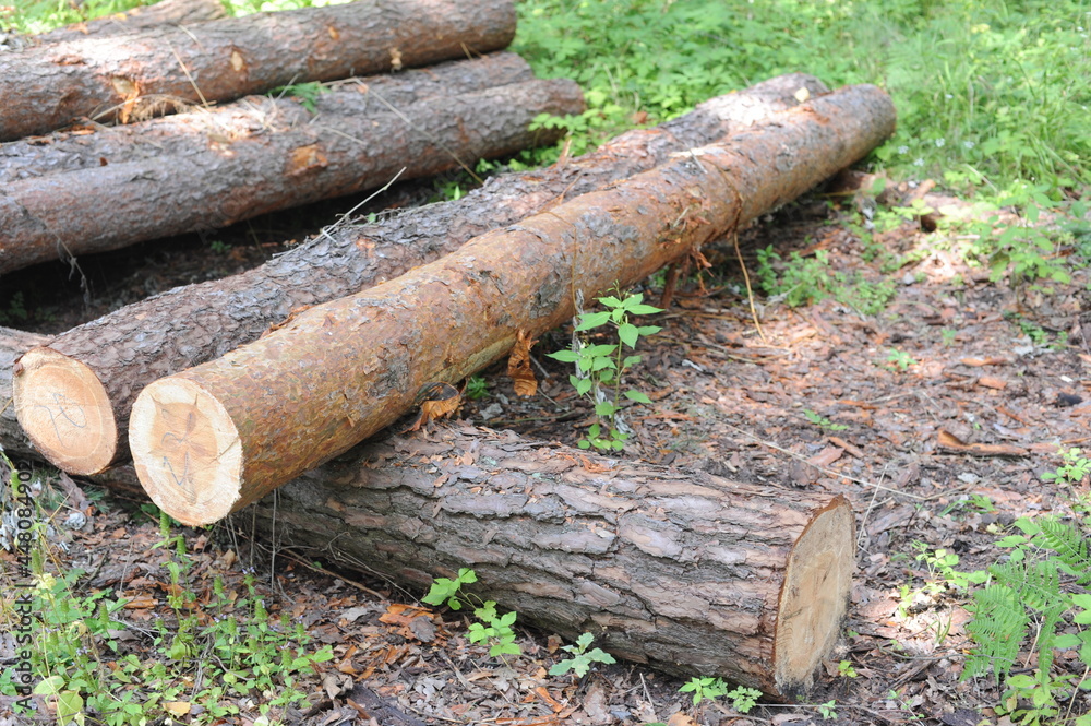Freshly cut logs of tree trunks with bark in a forest risking deforestation and ecological disaster Freshly cut logs of tree trunks with bark in a forest risking deforestation and ecological disaster