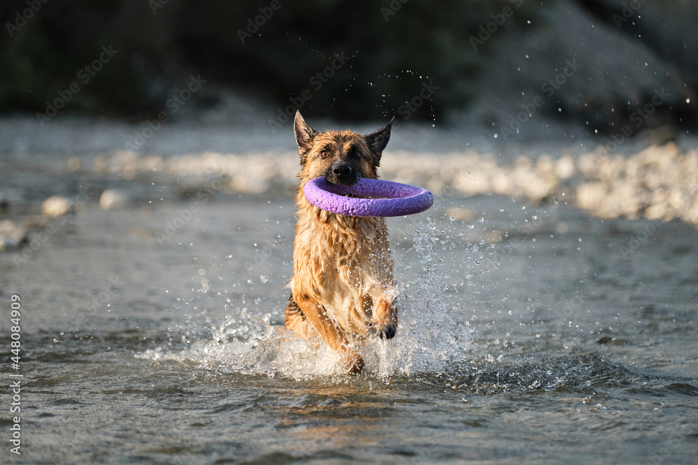 Active walking and playing with dog in water. Splashes fly from under paws. German shepherd of black and red color is fun and actively running in river with blue ring for pets. Active walking and playing with dog in water. Splashes fly from under paws. German shepherd of black and red color is fun and actively running in river with blue ring for pets.