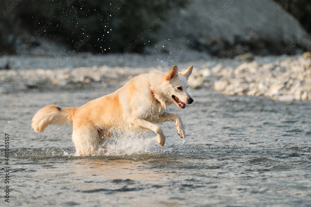 Spend time with dog by the water. White fluffy large mongrel runs along river and spray flies in different directions. Half breed of Siberian husky and white Swiss shepherd. Spend time with dog by the water. White fluffy large mongrel runs along river and spray flies in different directions. Half breed of Siberian husky and white Swiss shepherd.