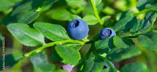 Green branches with berry of bilberry in the forest. Berries of forest blueberries