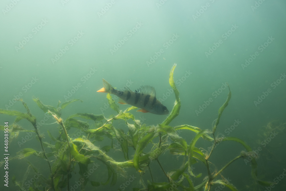 Obraz premium European perch in the lake underwater in freshwater.