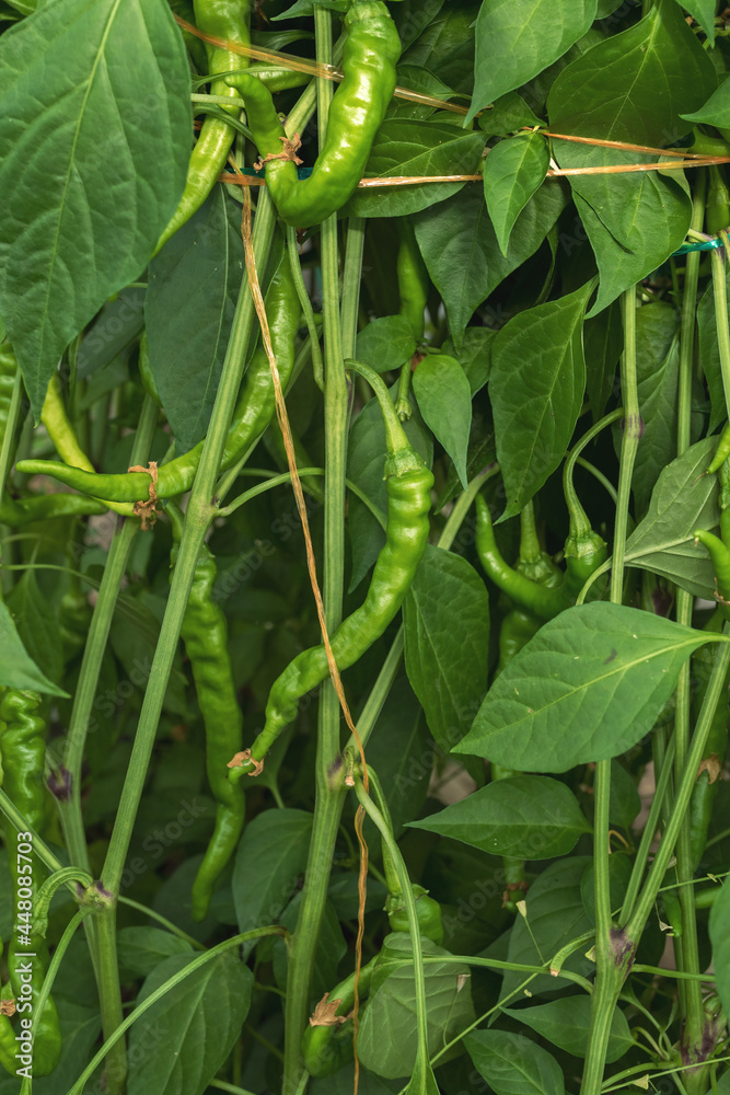 Green bitter pepper on a bush. Harvest of bitter pepper. Green chili pepper. Green bitter pepper on a bush. Harvest of bitter pepper. Green chili pepper.