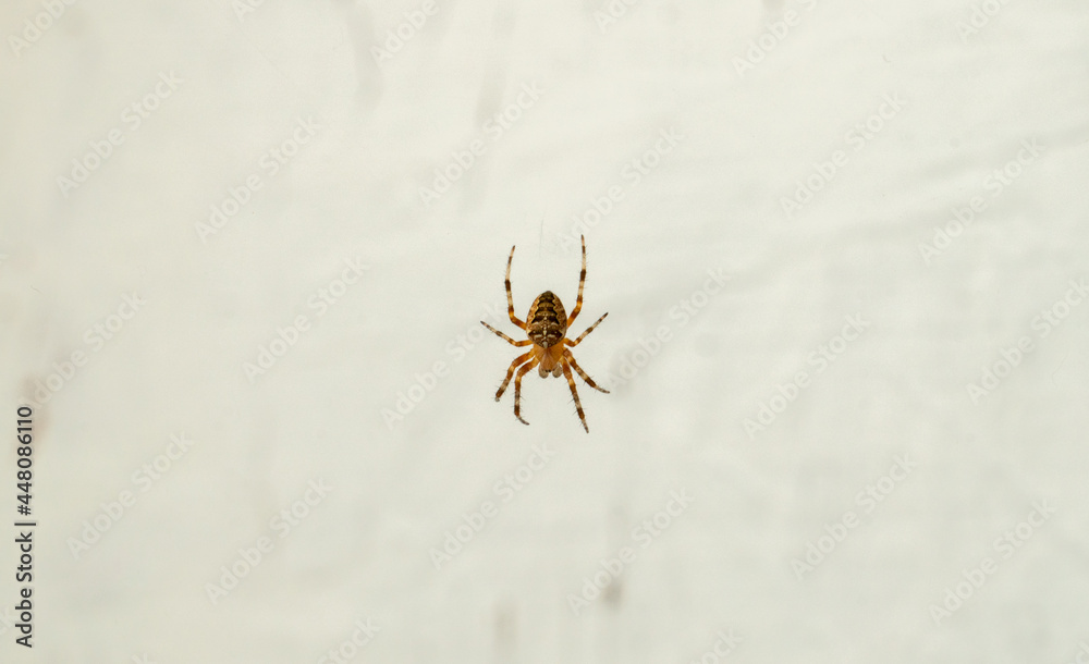 spider on a web spider on a web