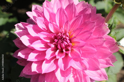 A pink dahlia grows in a summer garden.