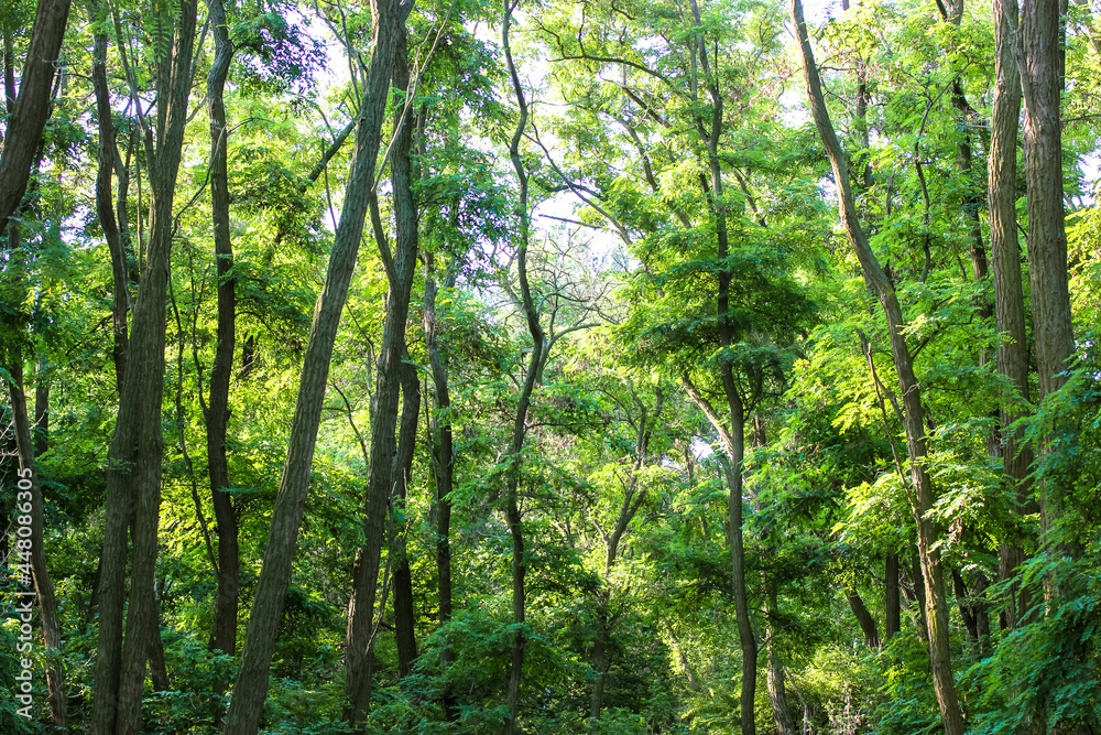 Fototapeta A green, shady forest, national park at sunny summer day. Tall, branchy acacia, Robinia or locust trees with lush, dense foliage. Beautiful natural landscape. Panoramic image. Looking up.