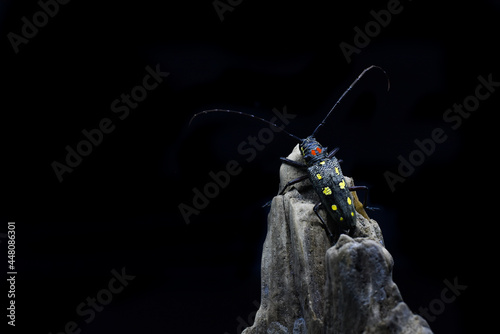 Batocera rubus is a species of beetle in the family Cerambycidae