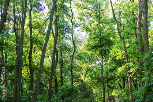 A green, shady forest, national park at sunny summer day. Tall, branchy acacia, Robinia or locust trees with lush, dense foliage. Beautiful natural landscape. Panoramic image. Looking up.