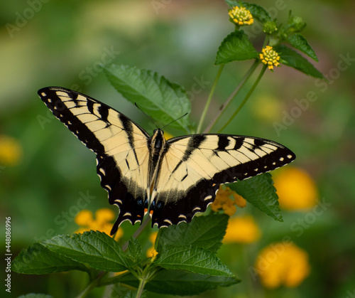 black and gold yellow tiger swallowtail butterfly feeding on a gold lantana plant