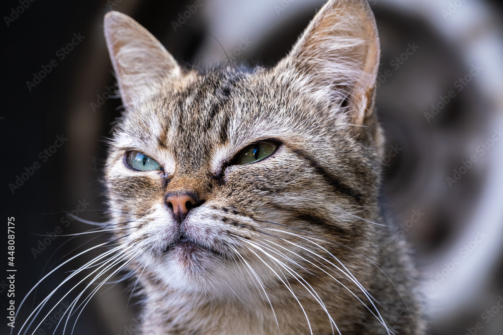 Fototapeta premium Homeless cat walks on the street