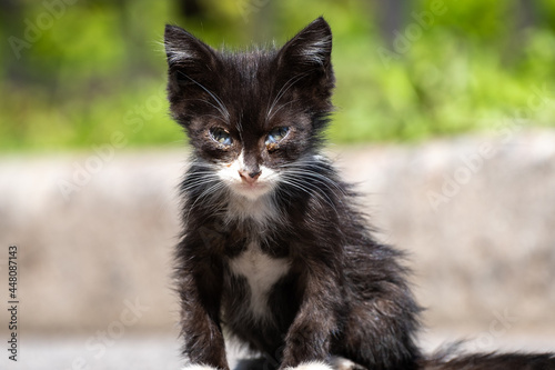 Fototapeta Naklejka Na Ścianę i Meble -  Homeless cat walks on the street