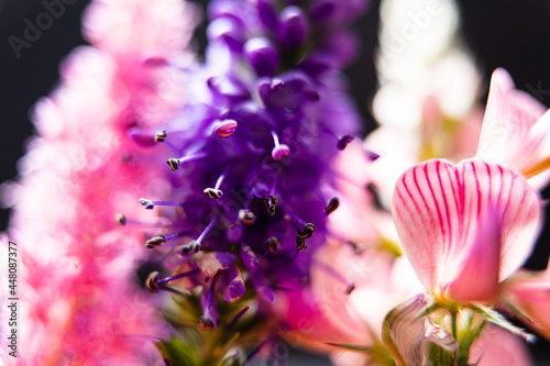 summer flowers on the black background photo