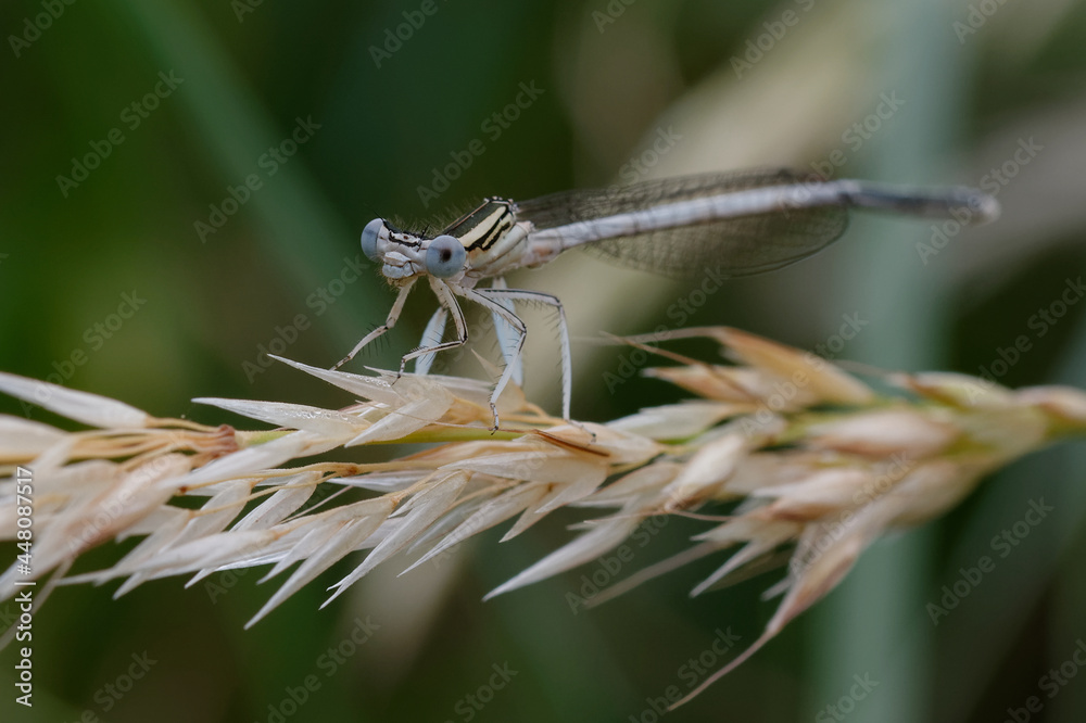 Male White featherleg (Platycnemis latipes) Male White featherleg (Platycnemis latipes)