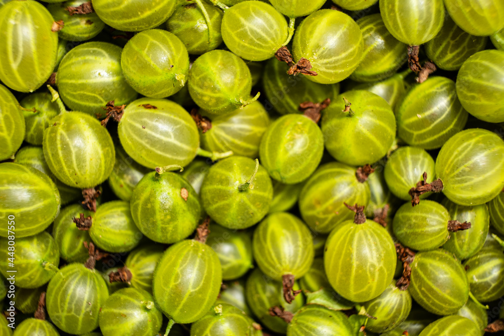 Background of green gooseberry. Fresh berries closeup. Top view. Background of fresh berries. Green food. Background of green gooseberry. Fresh berries closeup. Top view. Background of fresh berries. Green food.