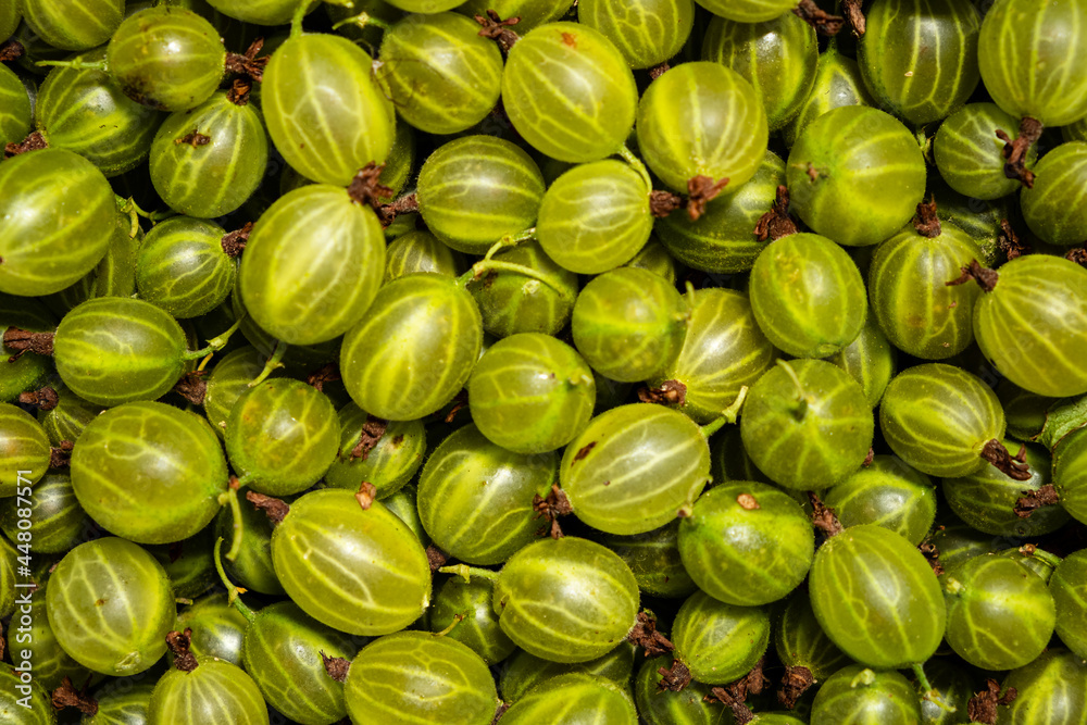 Background of green gooseberry. Fresh berries closeup. Top view. Background of fresh berries. Green food. Background of green gooseberry. Fresh berries closeup. Top view. Background of fresh berries. Green food.