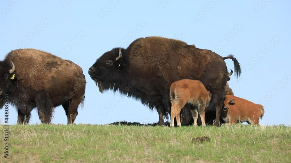 Group of Female Bison with young calves nursing, Saskatchewan, Canada Group of Female Bison with young calves nursing, Saskatchewan, Canada