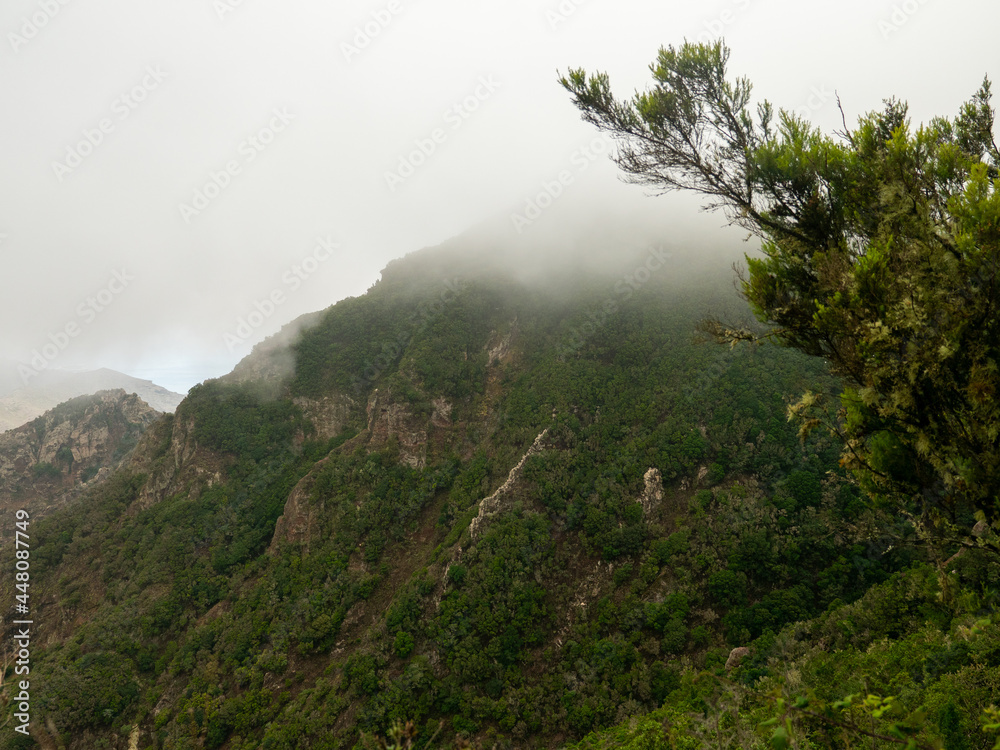 Tenerife Rural de Anaga Park Moist equatorial rainforests. Fog, rain, green wet forests.