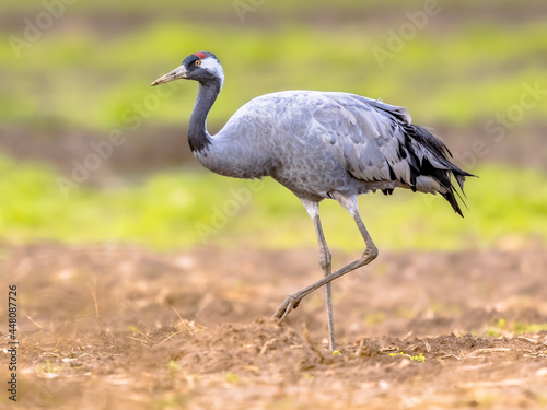 Common crane walking in agricultural field