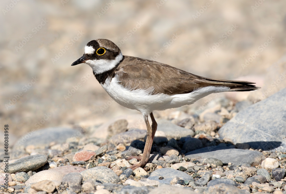 Little ringed plover Little ringed plover