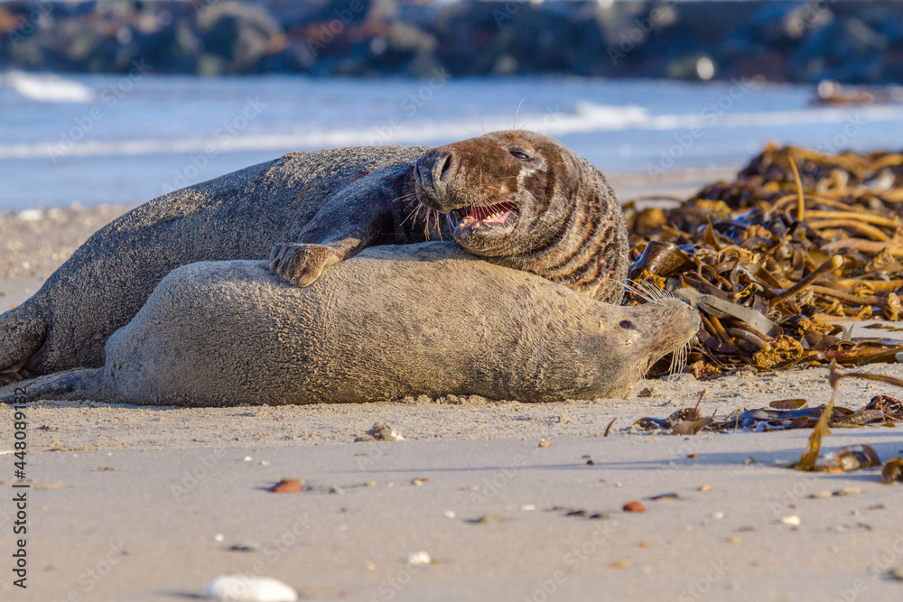 Kegelrobben (Halichoerus grypus) auf Helgoland, Paarung von Kegelrobben