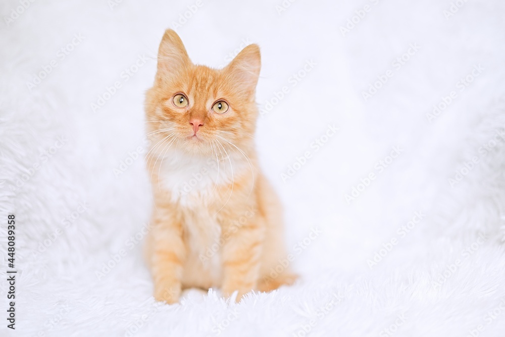 Cute little red tabby kitten sitting on fur white blanket         