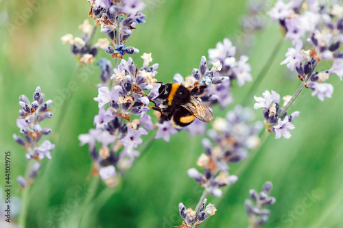 Bee bumblebee collects nectar in lavender field, close up