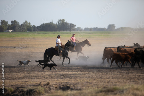 Cattle rancho in argentina © Santa001