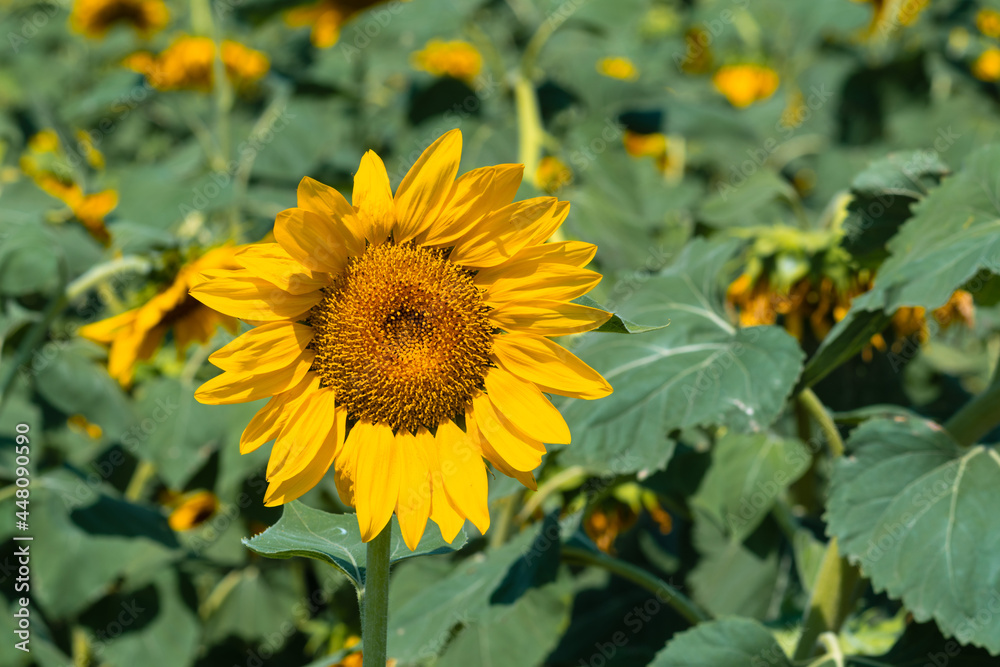 Sunflowers in a farm field Sunflowers in a farm field