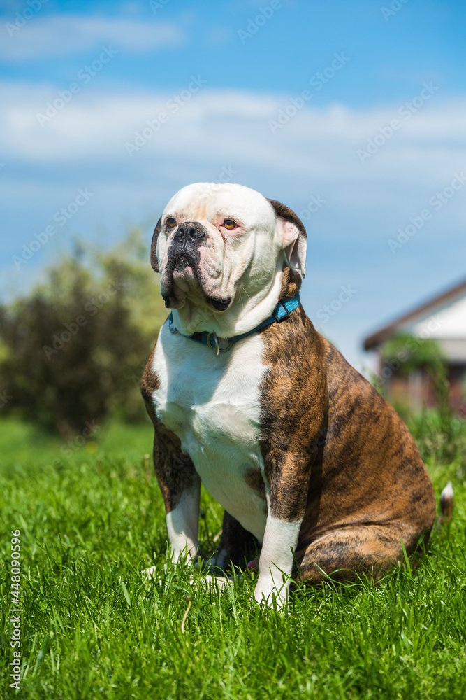 Tiger coat American Bulldog dog portrait outside