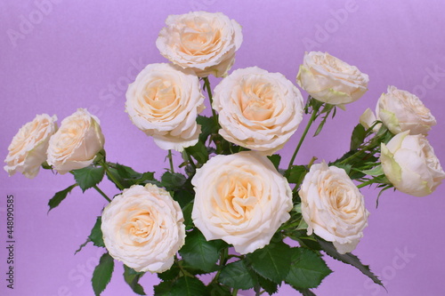 Pictures of beautiful cream roses on a bright background 